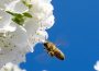 Miljö: Hur Israel räddar honungsbin